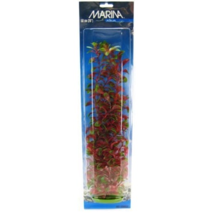 Marina Red Ludwigia Plant - 20" Tall